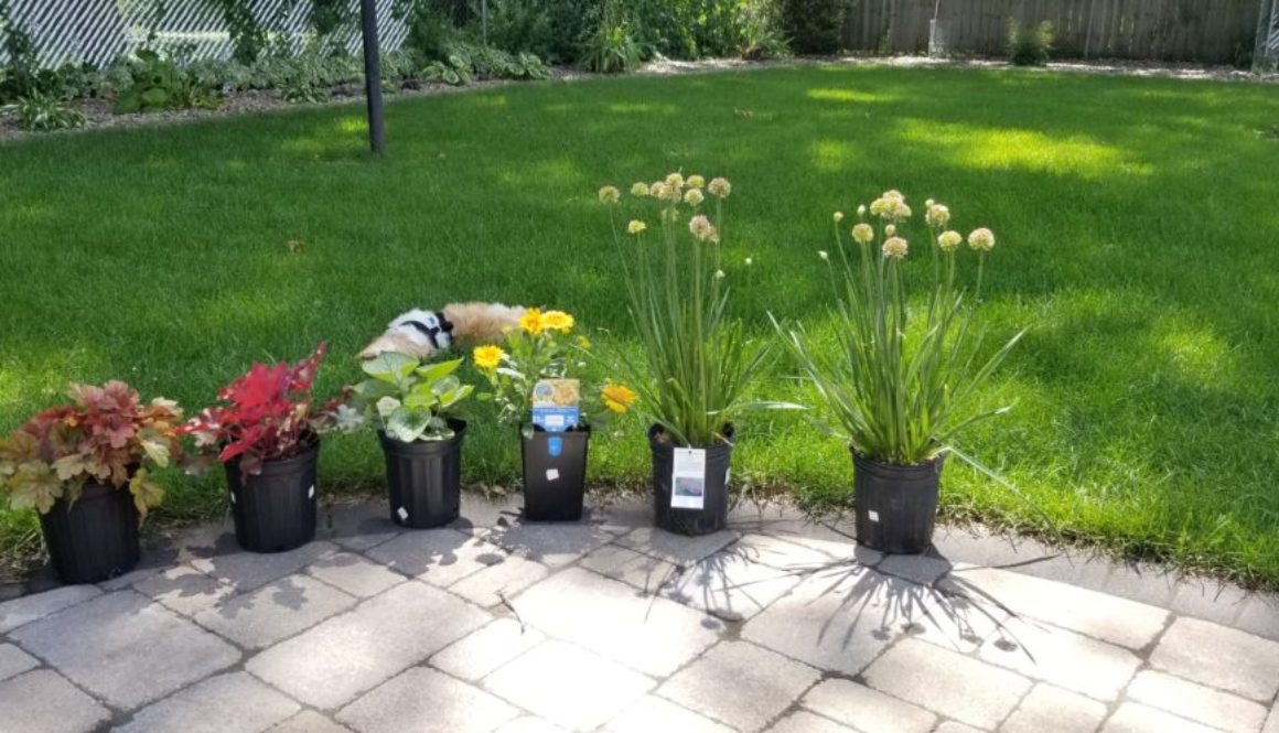 proven winners-garden center-plants